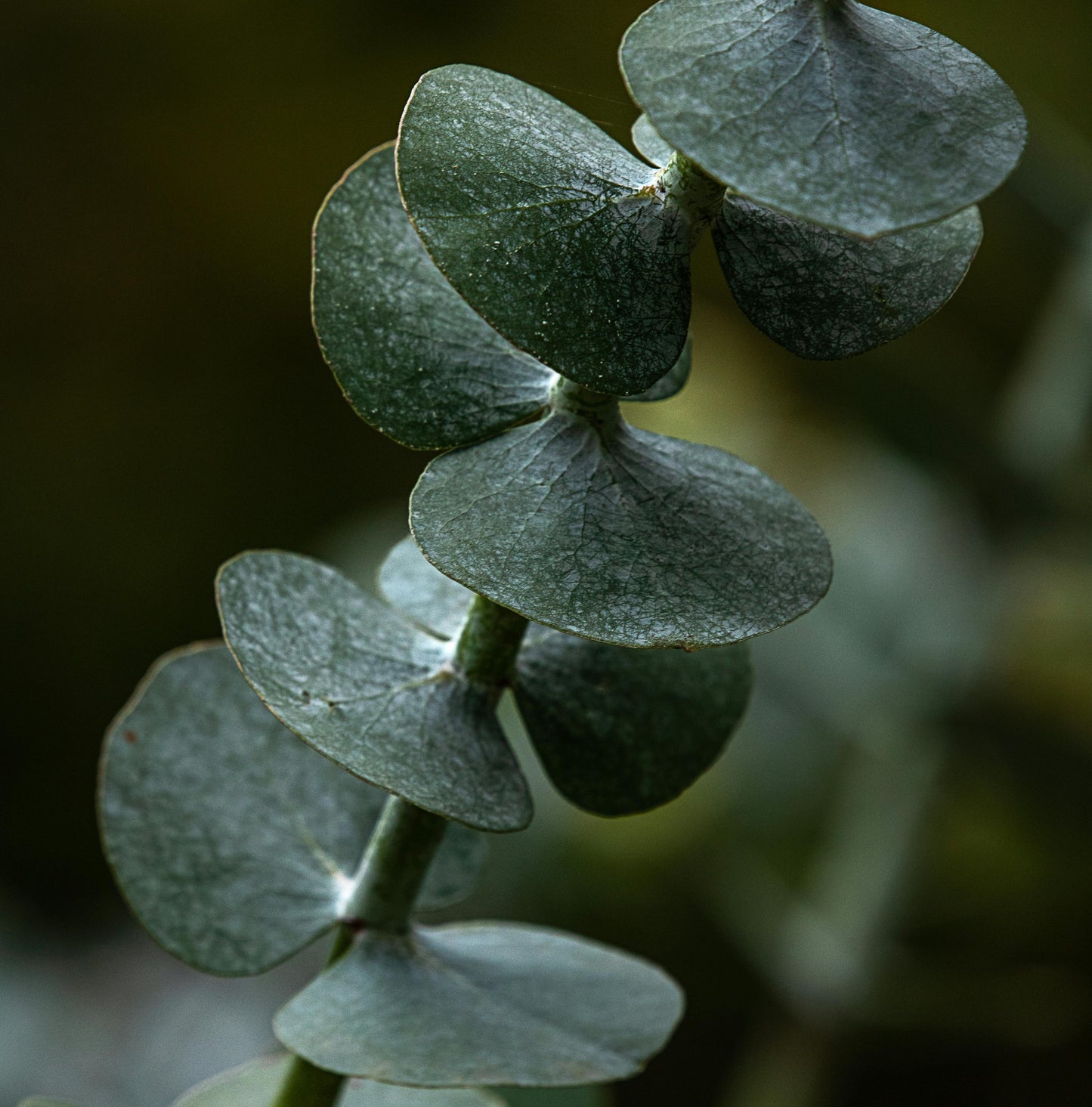 Miel d’Eucalyptus Bio de Madagascar - No. 4