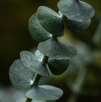 Miel d’Eucalyptus Bio de Madagascar - No. 4